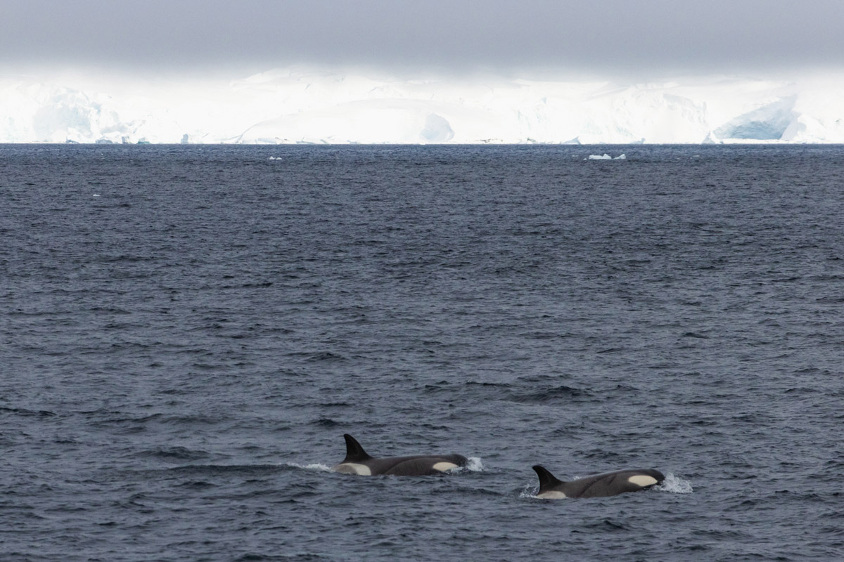 orca-bransfield(1) Orca Pod swimming close to each other