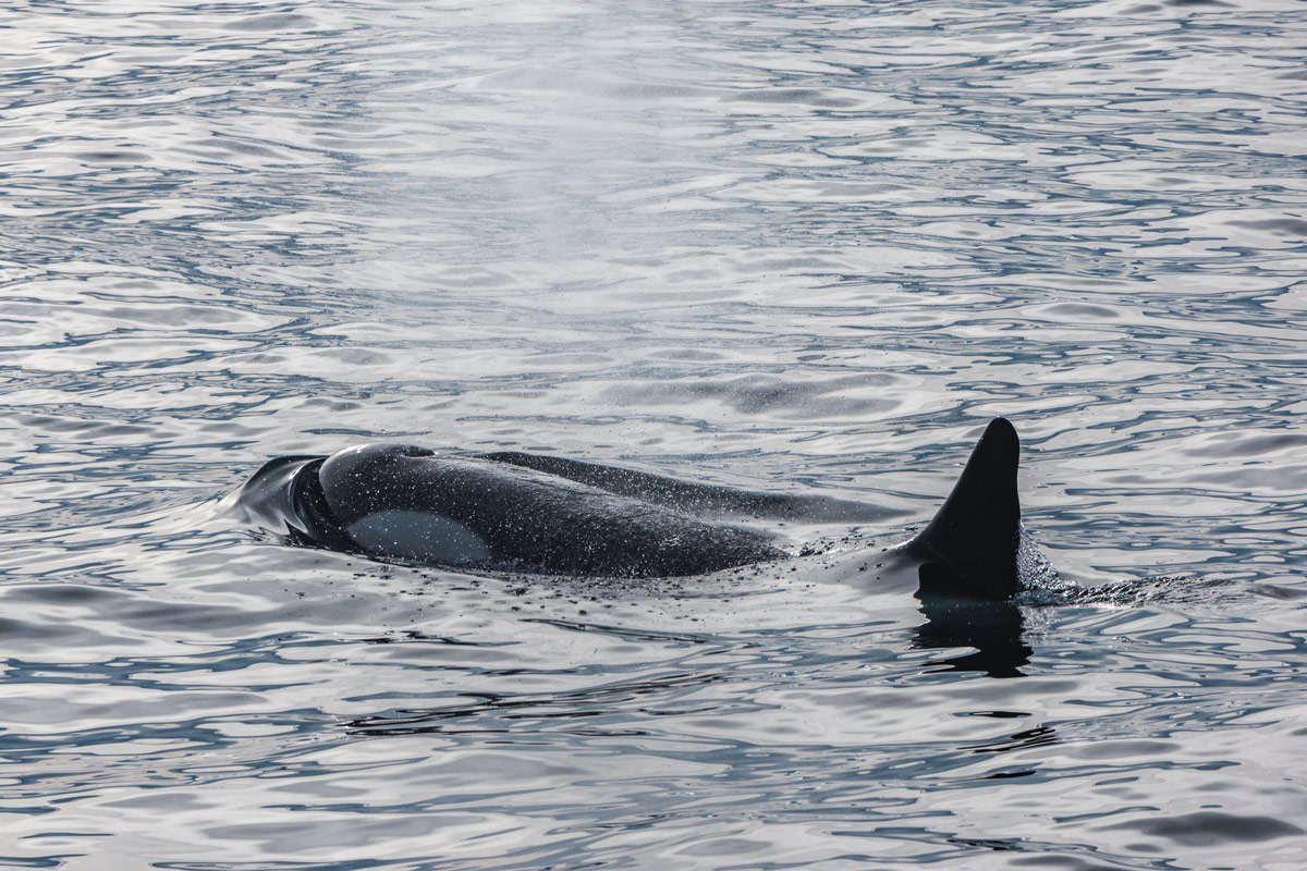 orca-bransfield(3) orca