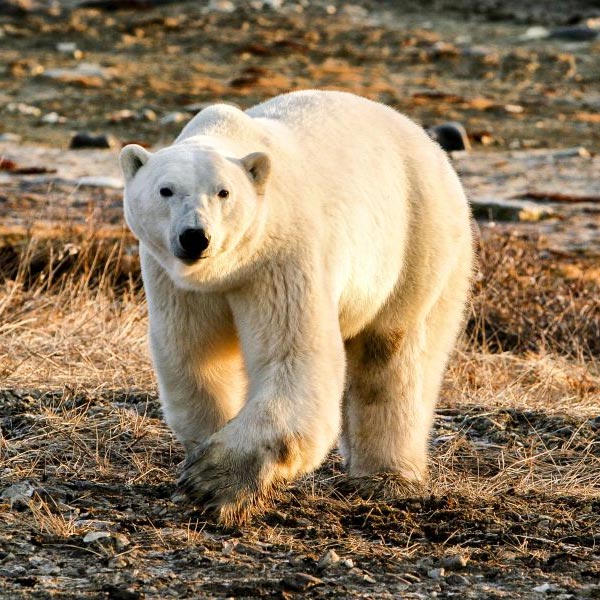 Uummannaq