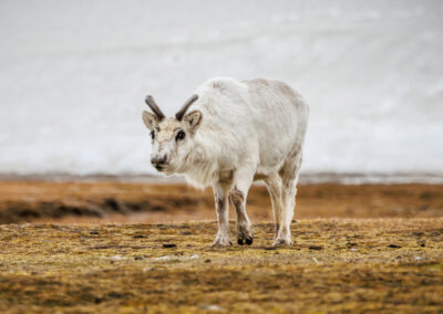 A Svalbard reindeer calf in the tundra at Andreetangen