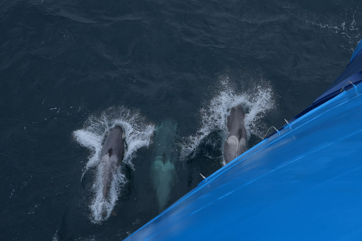 three-orcas-whale-cooper-bay orca pod swimming close to the ship