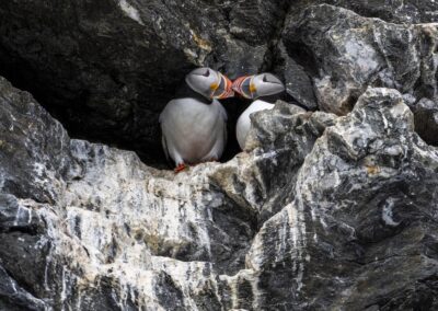 Two puffins kissing each other