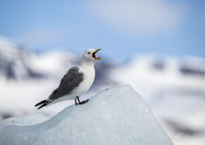 Arctic bird sitting on iceberg