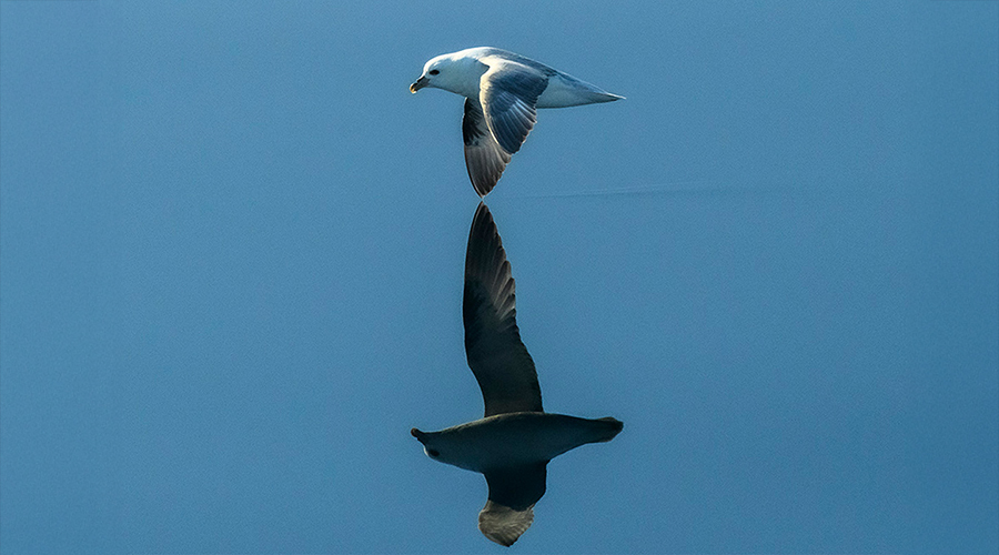 Greenland-wildlife-bird-short