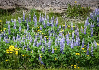 Colourful flowers in Iceland