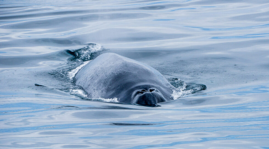 Iceland_Husavik_Whale-short