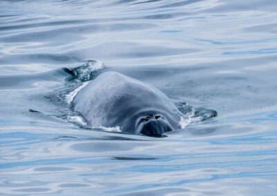 Whale in sea in Iceland