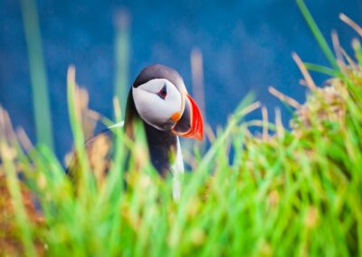 Beautiful Summer Picture of Icelandic Horned Puffin In Iceland, Latrabjarg cape