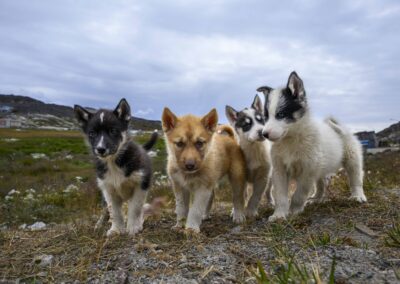 Four Greenlandic Dog Puppies