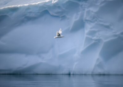 Sea Bird flying in front of iceberg
