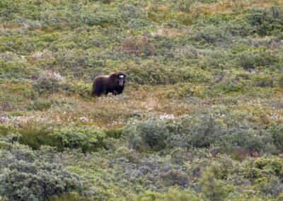 Musk Oxe in the green fields