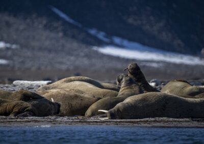 Walrus colony laying on land