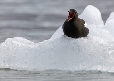 Bird on ice