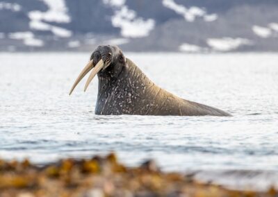 Walrus in the ocean
