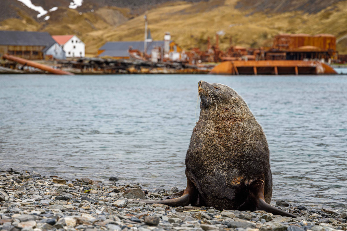 antarctic-fur-seal-grytviken Antarctic fur seal spotted in Grytviken