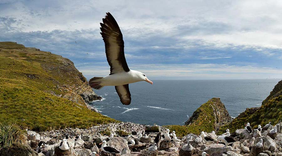 falklands-bird-short