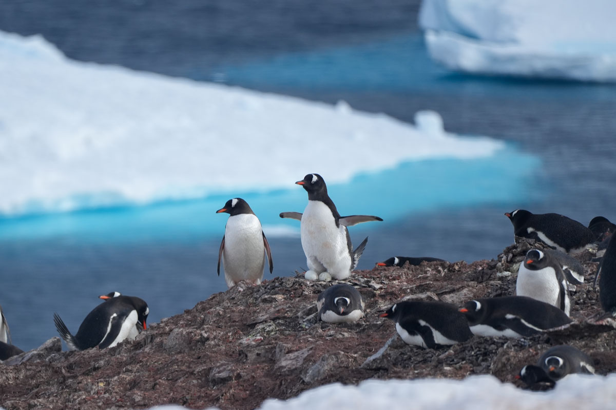 gentoo-penguin-colony-danco-island gentoo penguin colony spotted in Danco Islands