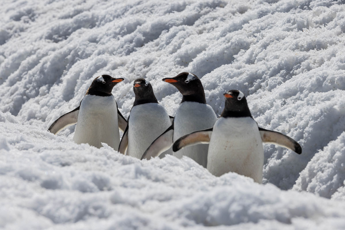 gentoo-penguins-cuverville-island gentoo penguin colony spotted in cuverville island