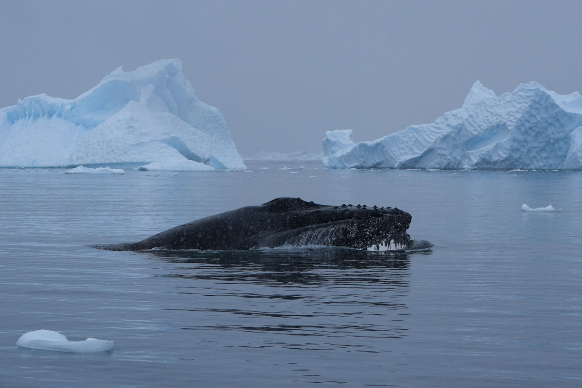 humpback-whale-neko-harbour humpback whale spotted at neko harbour