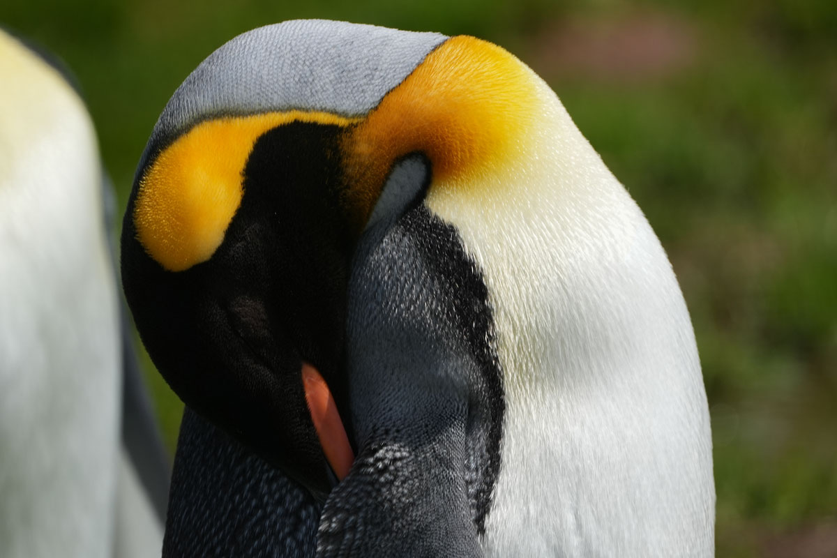 king-penguin-grytviken king penguin spotted in Grytviken