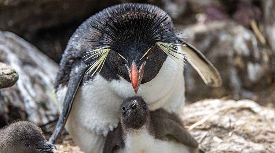 macaroni-penguin-chicks-west-point-falkland-islands-short
