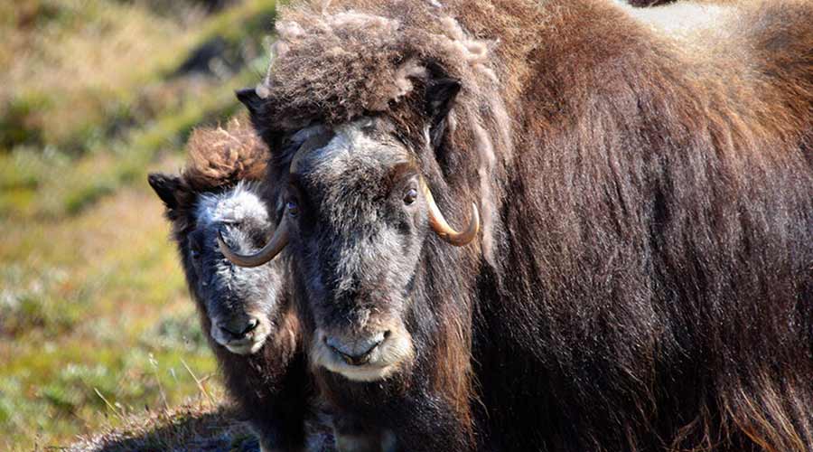 muskox-greenland-short