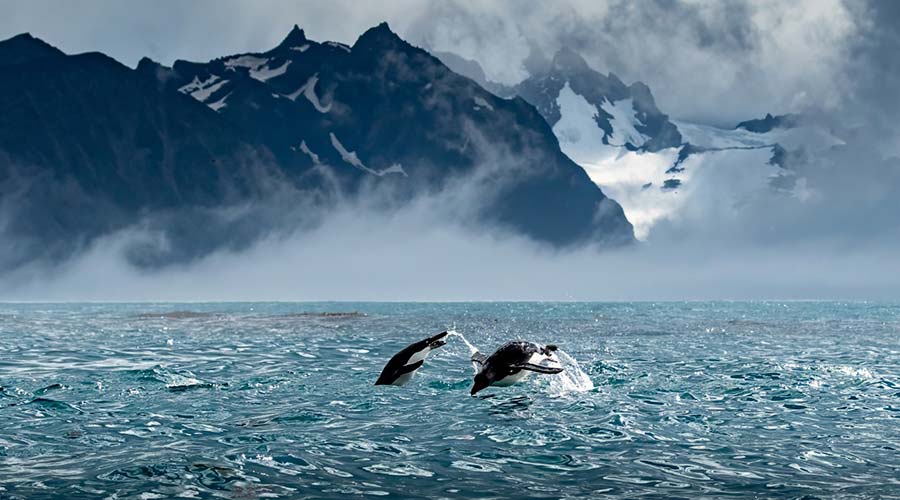 penguins-jumping-mountains-behind-short