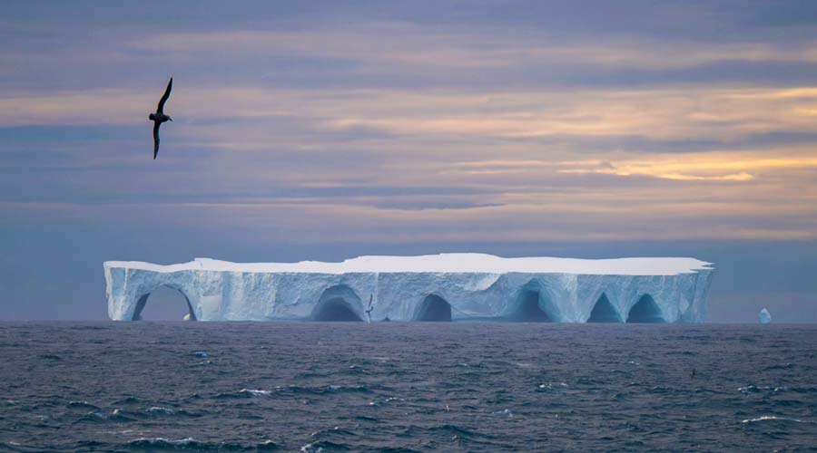 tabular-iceberg-short