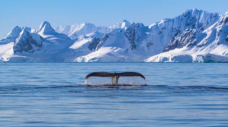 whale-tale-mountains-short