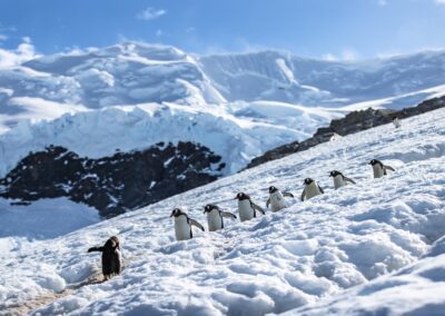 Penguin highway in Antarctica