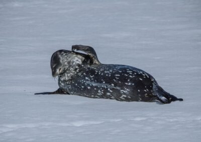 Seal in Antarctica