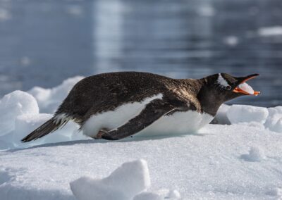 Close up of Gentoo penguin with ice in mouth