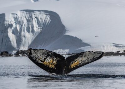 Tail of a Humpback Whale in the water