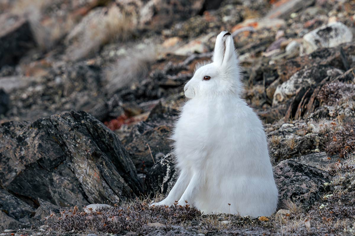 Kayaking in Antarctica