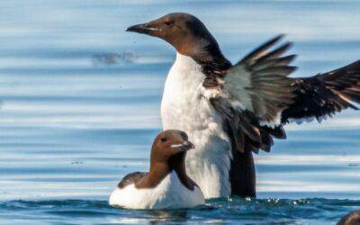 Common Guillemot