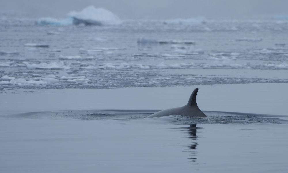 Single minke whale feeding in Neko Harbour.