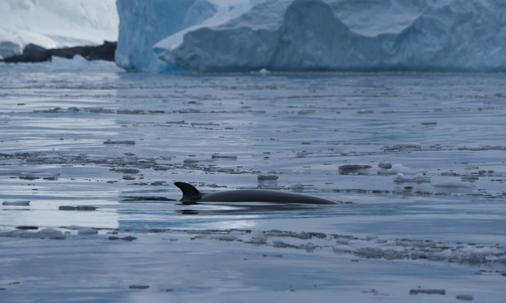 Minke whale in Curtis Bay.
