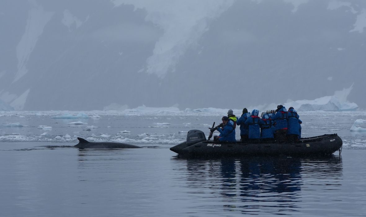 Passengers spotting minke whale from zodiac.