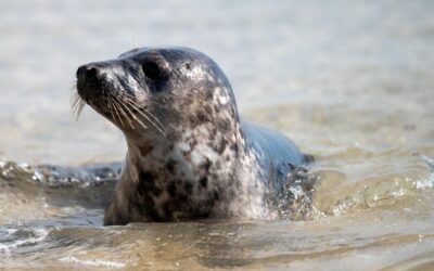 Harbor Seal