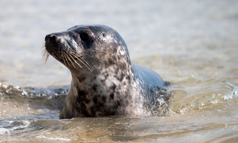 common seal playing close to shore