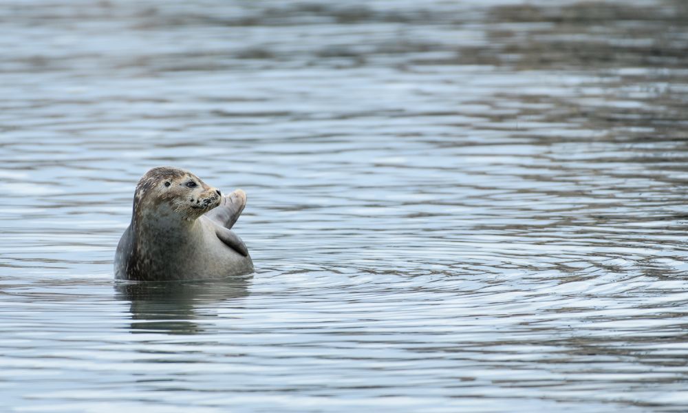 Harbor seal