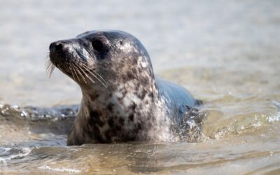 Harbor Seal