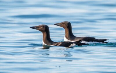 Common Guillemot