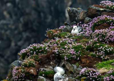 Northern Fulmars nesting on cliffs and surrounded by pink sea thrift.